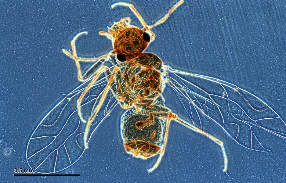 Strepsiptera male (265 04) Male specimen of Strepsiptera