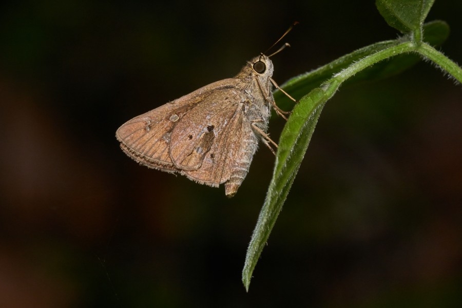 Suastus gremius-Kadavoor-2017-04-28-001