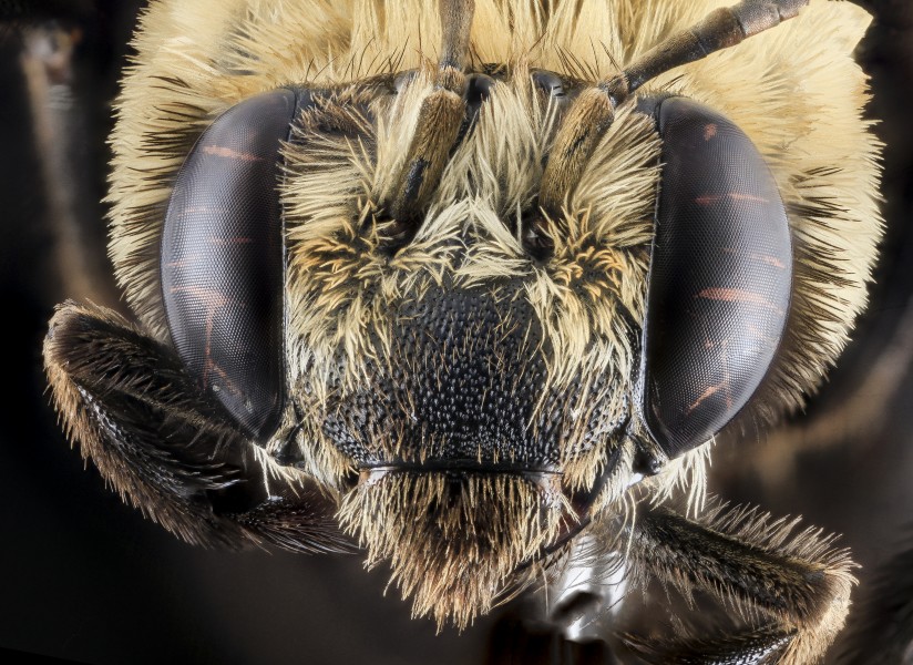 Svastra atripes, Female,Face,Brevard County, FL 2013-11-14-10.15.25 ZS PMax (11603684063)
