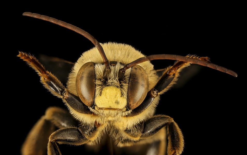 Svastra obliqua, m, face, Dorchester Co 2015-12-01-18.04 (24942575406)