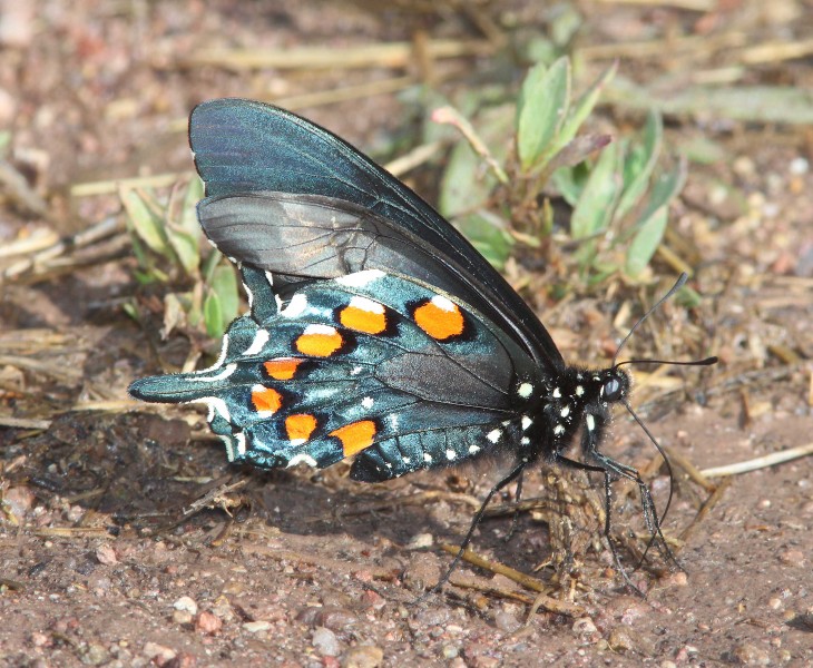SWALLOWTAIL, PIPEVINE (Battus philenor) (4-10-14) pena blanca lake, scc, AZ (13798963863)