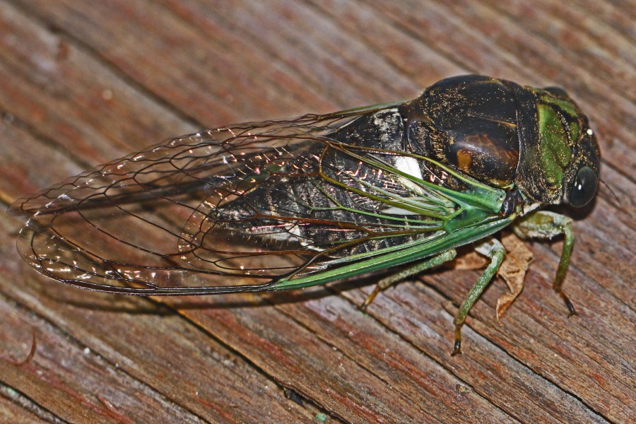 Swamp Cicada - Tibicen tibicen, Woodbridge, Virginia