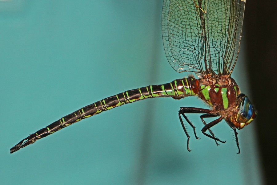 Swamp Darner - Epiaeschna heros, Merrimac Farm Wildlife Management Area, Aden, Virginia