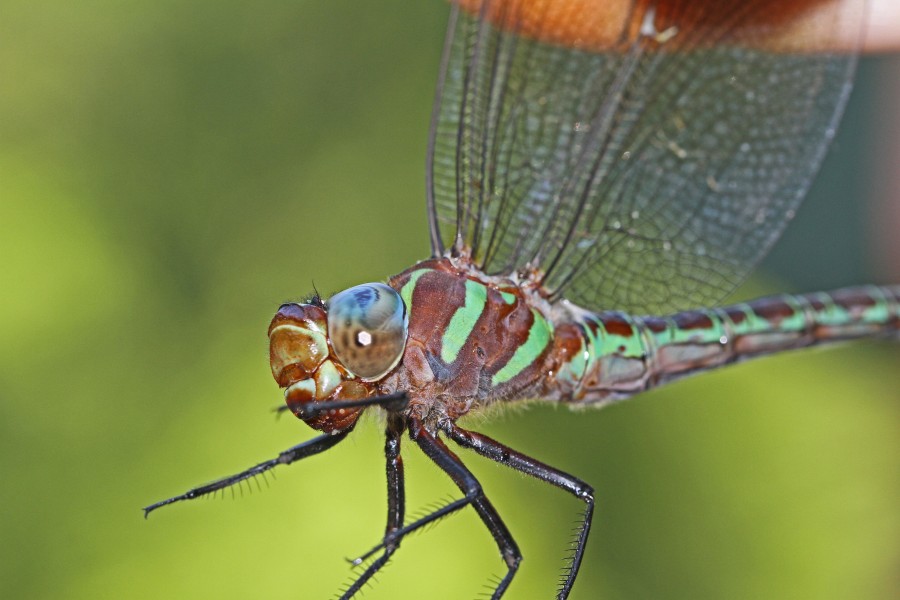 Swamp Darner - Epiaeschna heros, Patuxent National Wildlife Refuge, Laurel, Maryland - 01