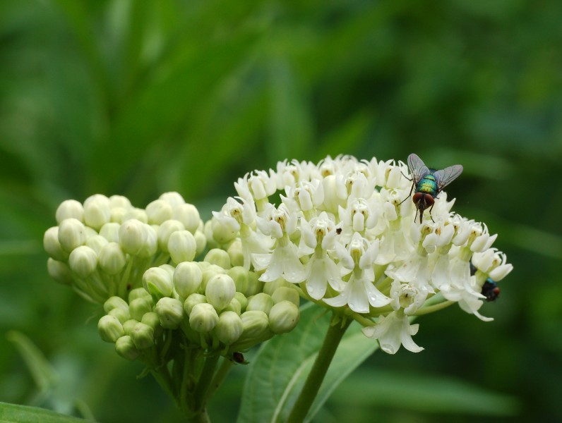 Swamp Milkweed Asclepias incarnata 'Ice Ballet' Fly