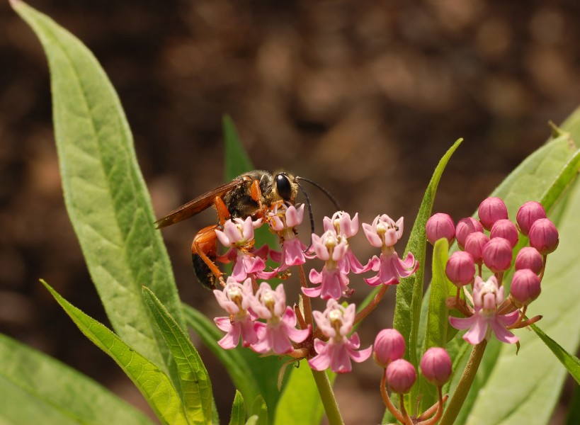 Swamp Milkweed Asclepias incarnata Insect 2732px