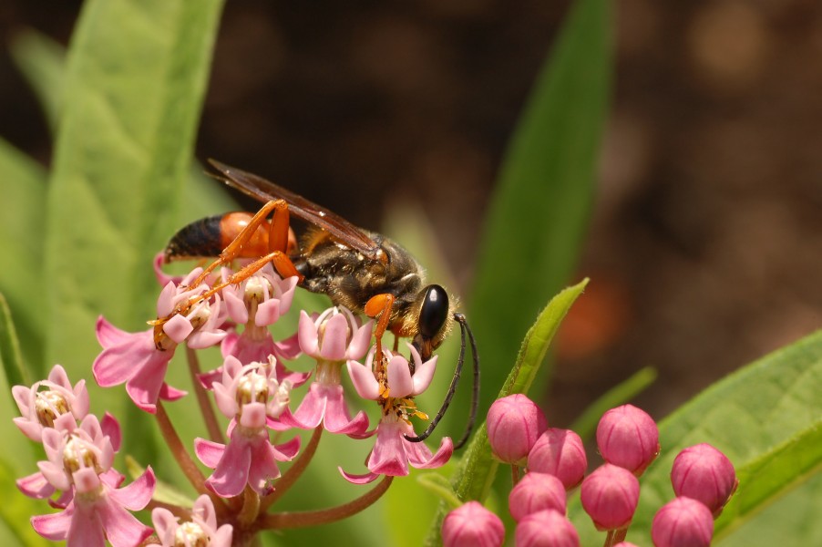 Swamp Milkweed Asclepias incarnata Insect Feeding 3008px
