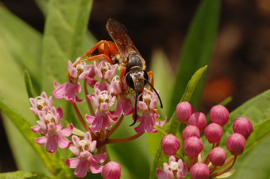 Swamp Milkweed Asclepias incarnata Insect Front 3008px