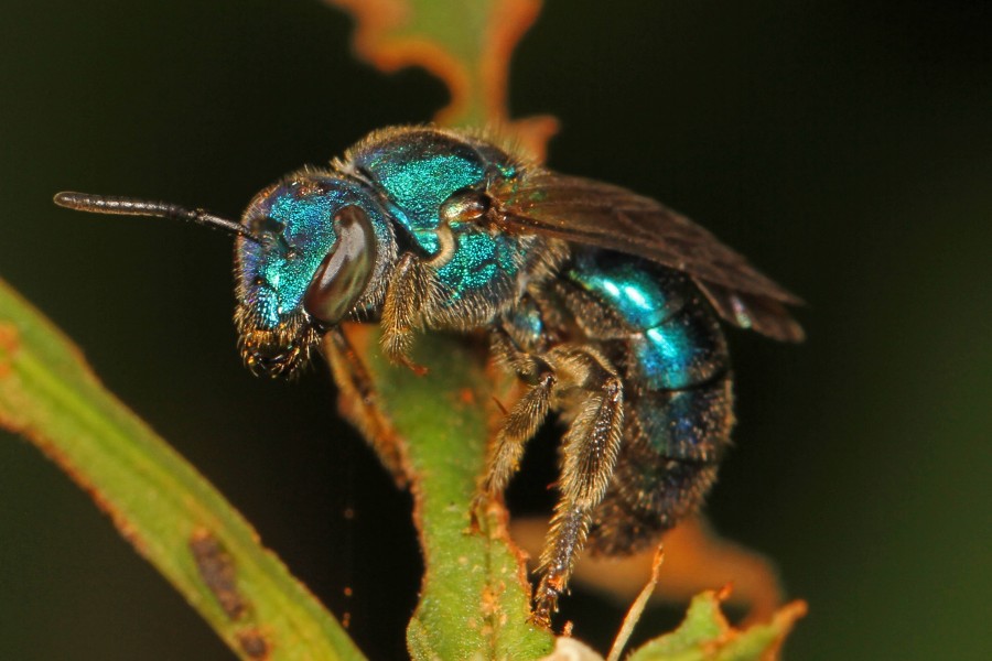 Sweat Bee - Augochlora pura, Fern Forest Nature Center, Coconut Creek, Florida