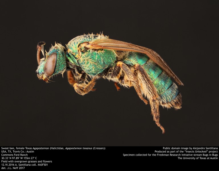 Sweat bee, female Texas Agapostemon (Halictidae, Agapostemon texanus (Cresson)) (35506388752)