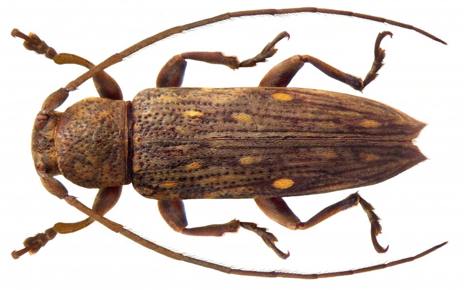 Sybra flavoguttata Aurivillius, 1927 female (4385439762)
