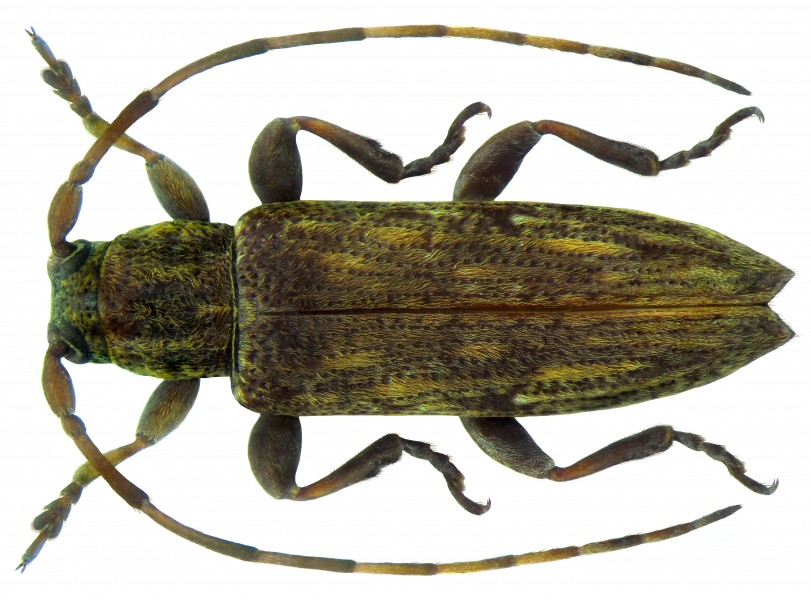 Sybra ordinata Bates 1873 female (5491888209)