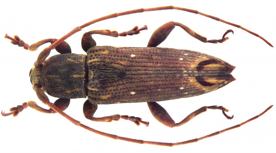 Sybra palawana Breuning 1960 male (4711805361)