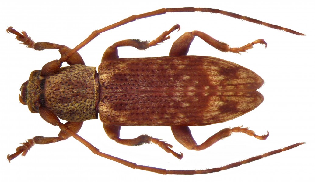 Sybra palliata Pascoe, 1865 male (4325902542)
