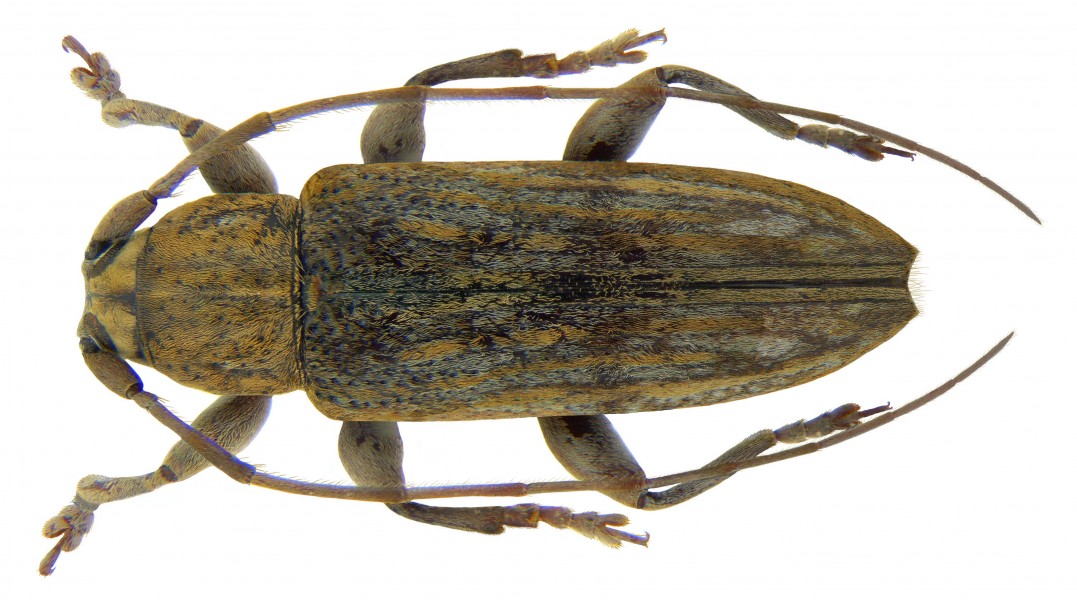 Sybra primaria Pascoe, 1865 male (3241570620)