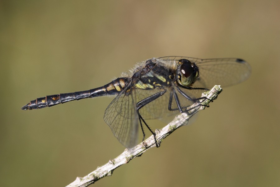 Sympetrum danae 1(loz)