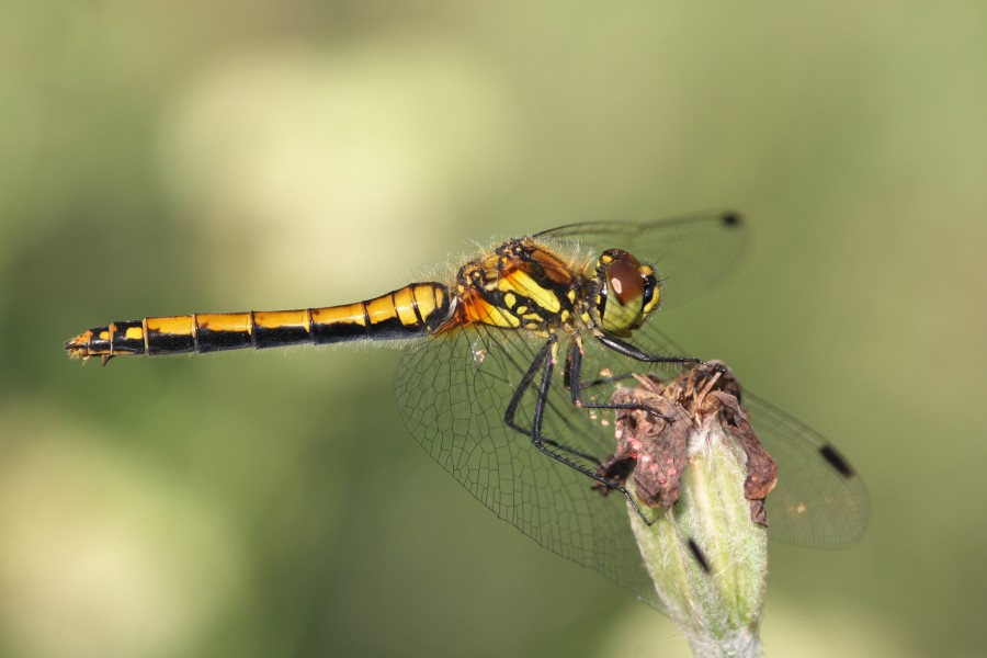 Sympetrum danae 2(loz)