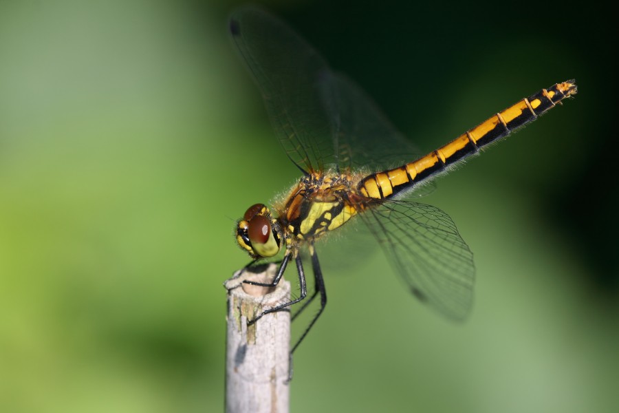 Sympetrum danae 3(loz)