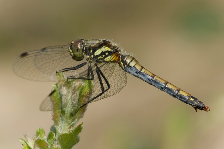 Sympetrum danae 4(loz)