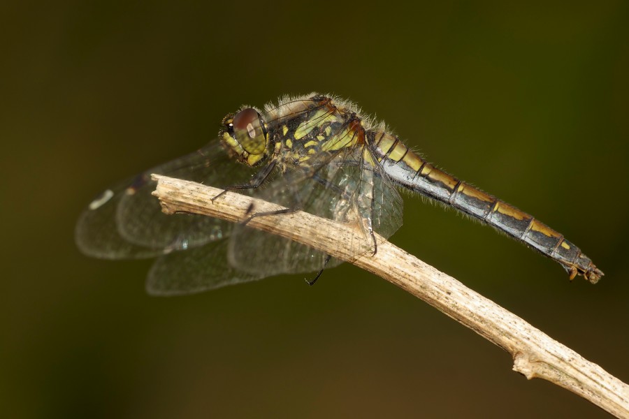Sympetrum danae LC0324