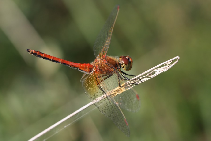 Sympetrum flaveolum 1(loz)