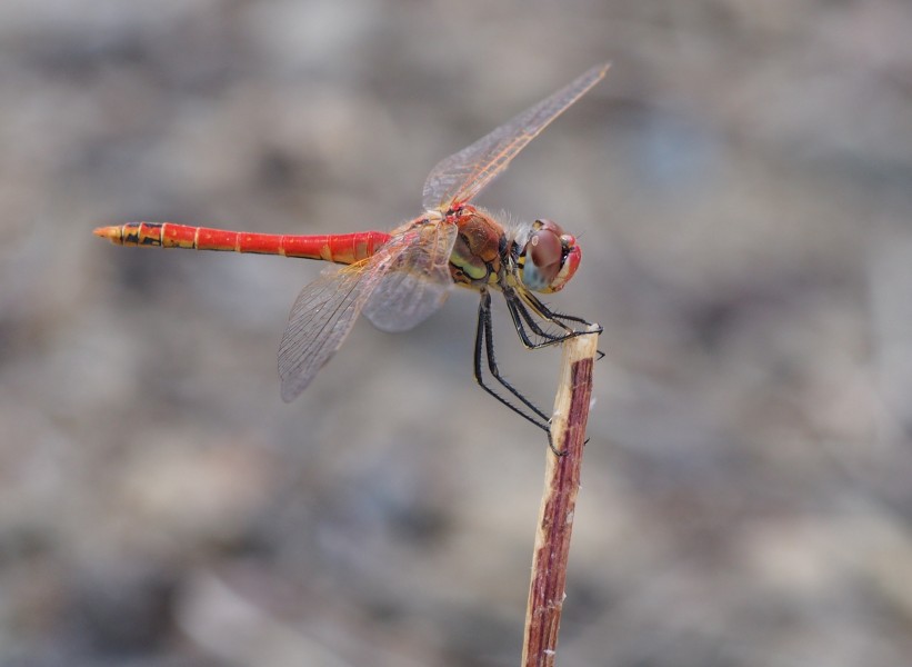 Sympetrum fonscolombii 1827