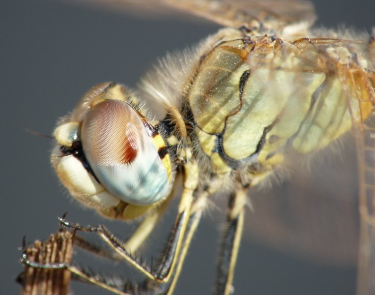 Sympetrum fonscolombii, female 1