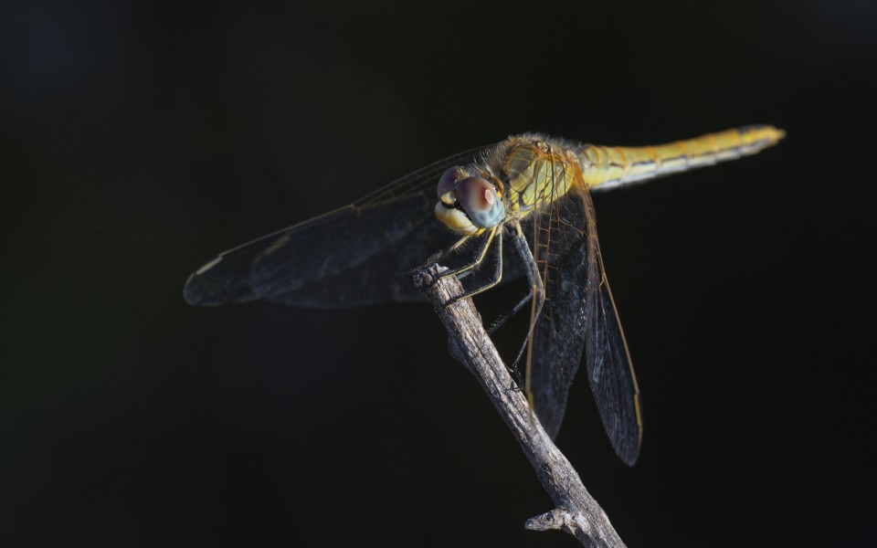 Sympetrum fonscolombii, female, Sète cf02