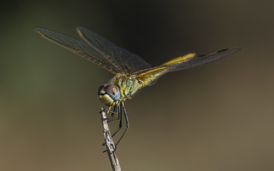 Sympetrum fonscolombii, female, Sète cf05