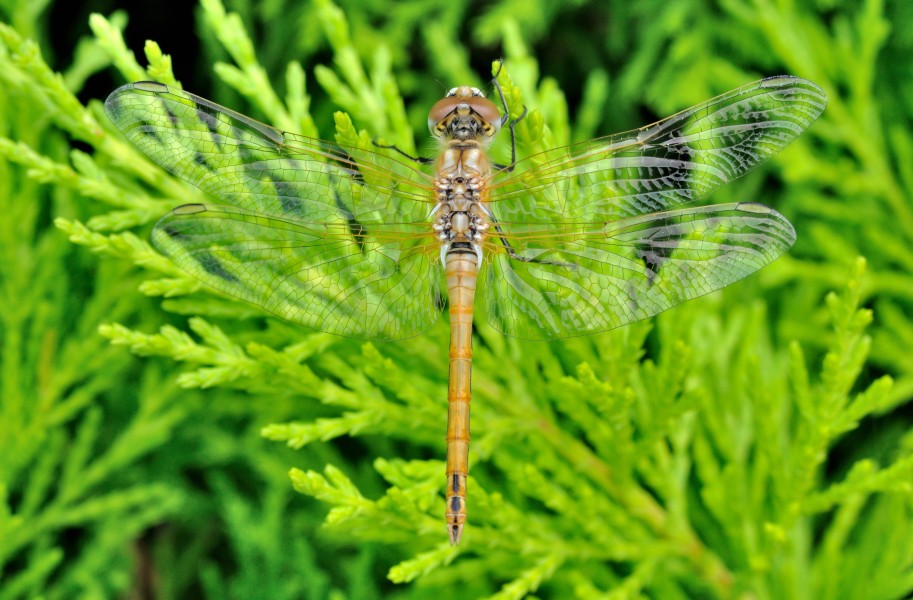 Sympetrum fonscolombii qtl1