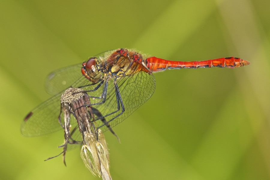 Sympetrum sanguineum LC0316