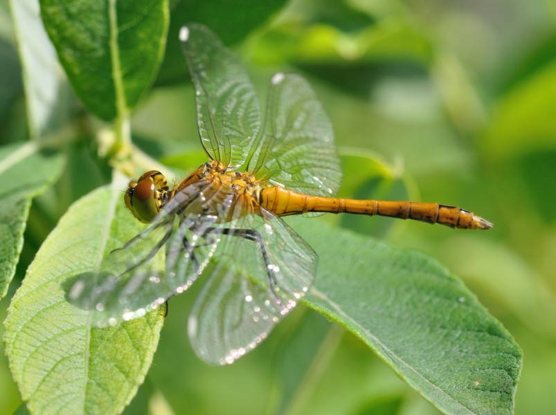 Sympetrum sanguineum qtl12