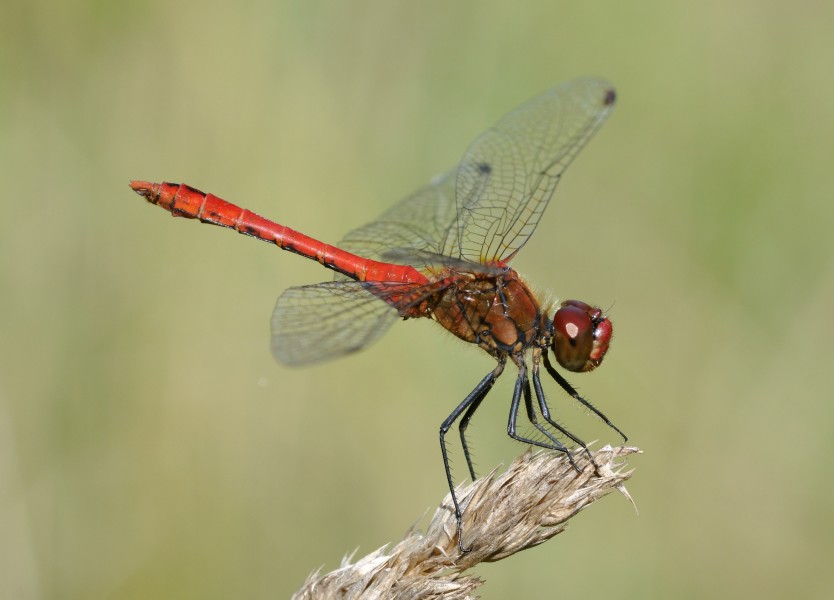 Sympetrum sanguineum qtl13