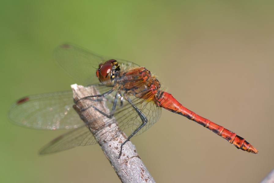 Sympetrum sanguineum qtl5