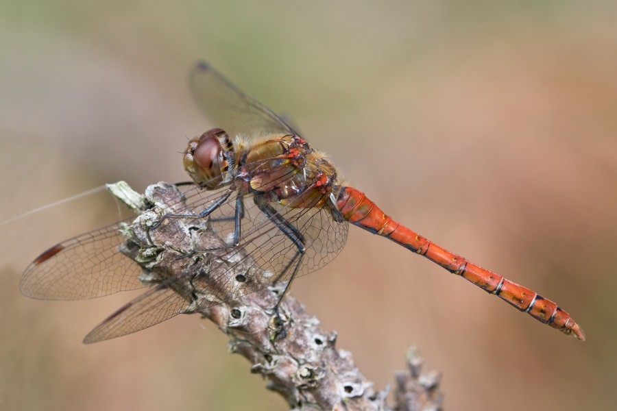 Sympetrum striolatum 3(loz)