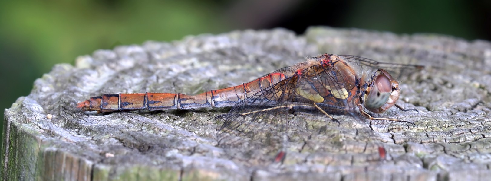 Sympetrum striolatum, Common Darter, Female, dragonfly