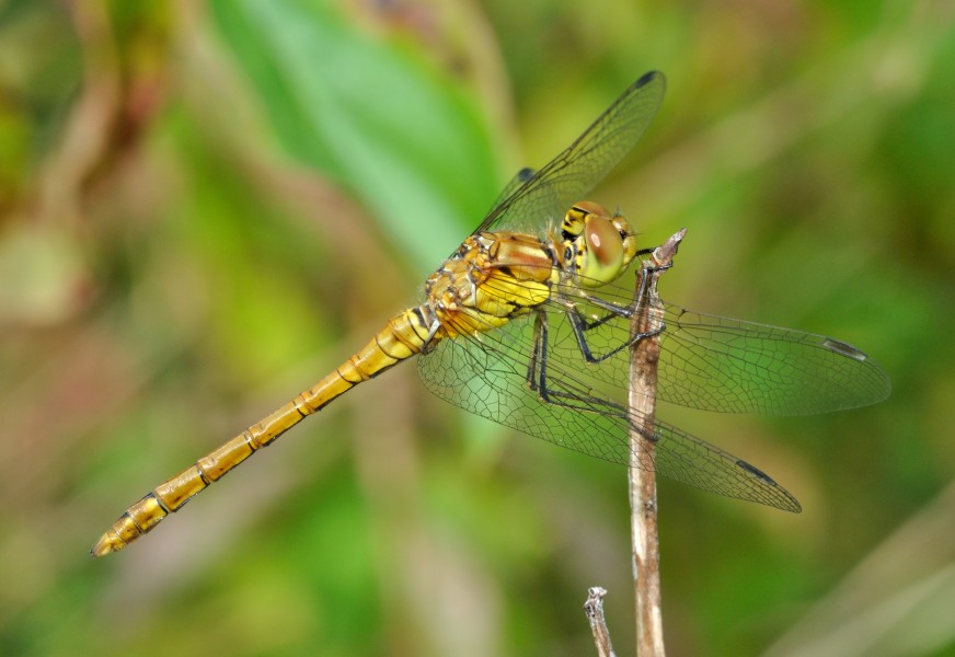 Sympetrum striolatum qtl1
