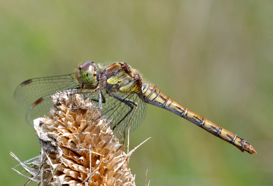 Sympetrum striolatum qtl2