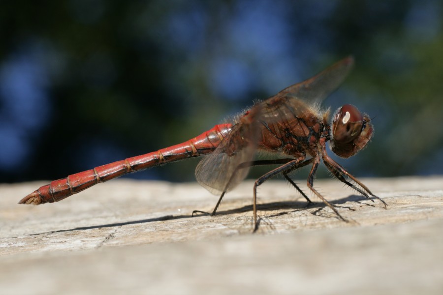 Sympetrum vulgatum male Lill-Jansskogen