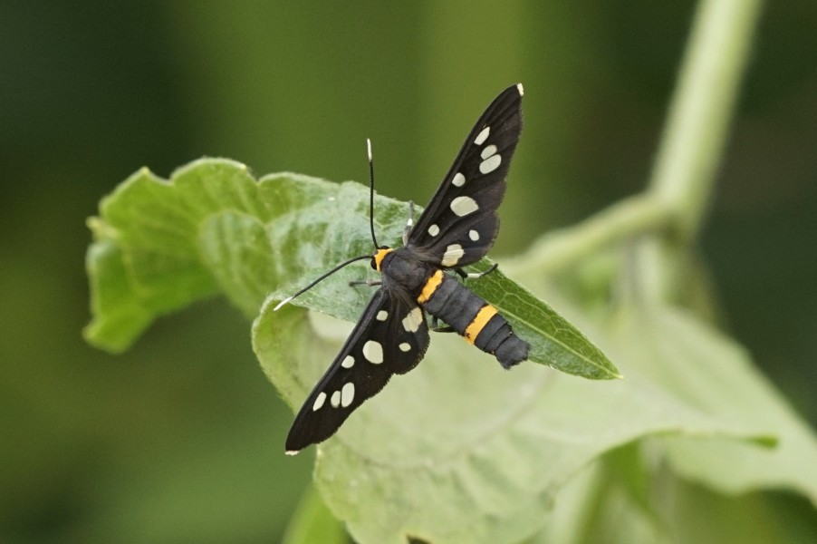 Syntomis bicincta 8025