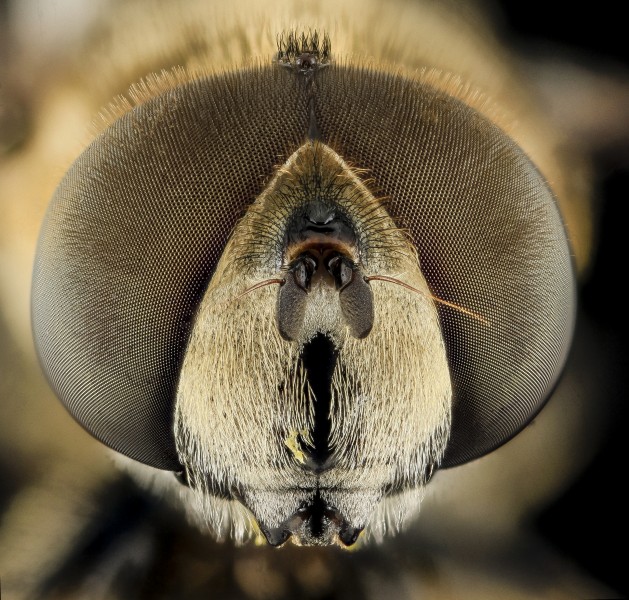 Syrphid Fly2, Face, MD, Beltsville 2013-09-28-18.36.26 ZS PMax (12355244145)