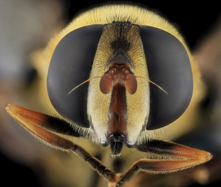 Syrphid Fly, Face, MD, Beltsville 2013-09-28-17.19.48 ZS PMax (9991041434)