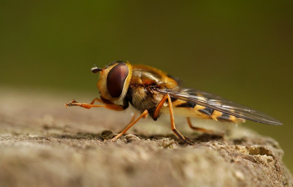 Syrphus ribesii (female), Parc du Rouge-Cloître, Forêt de Soignes, Brussels (31088666023)