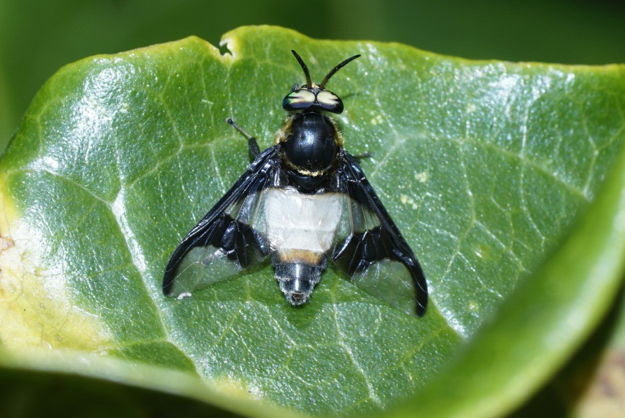 Tabanidae - Chrysops 2094