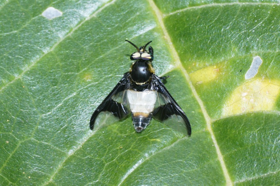 Tabanidae - Chrysops 2380
