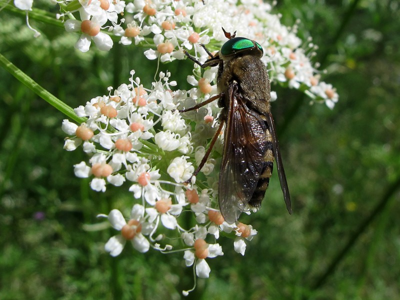 Tabano ♀ Tabanidae (14905992013)