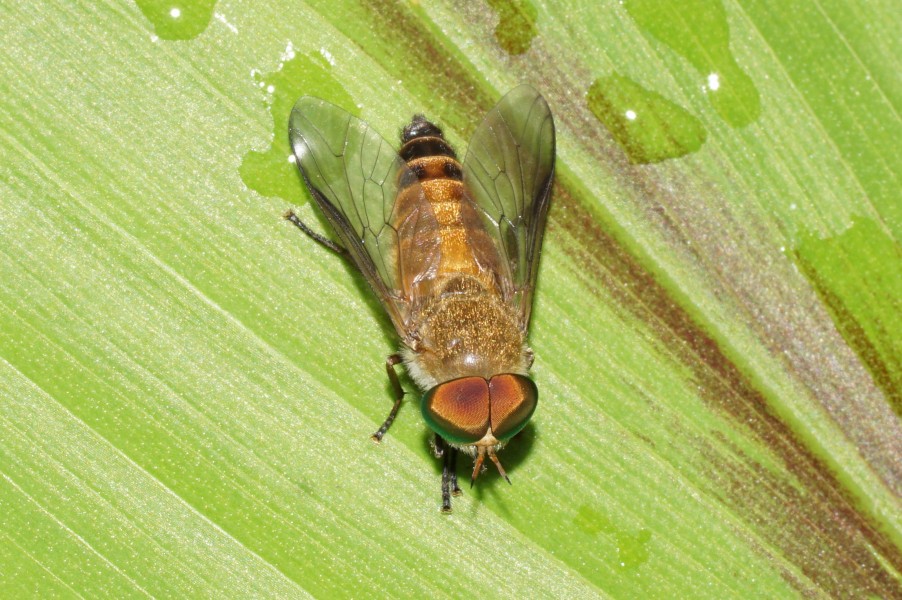 Tabanus 07443