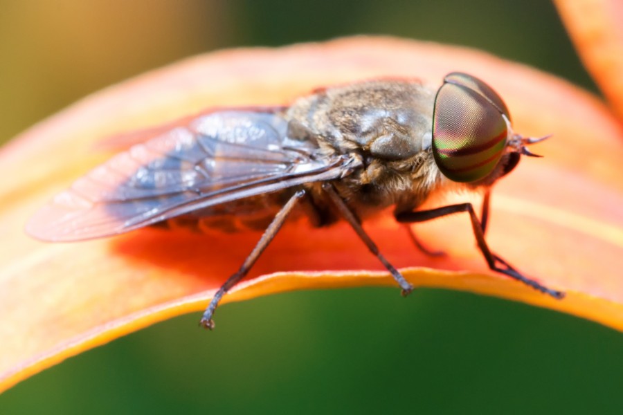 Tabanus bovinus - closeup