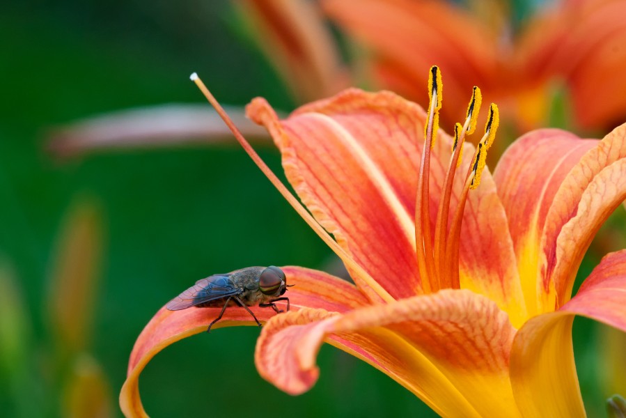 Tabanus bovinus flower
