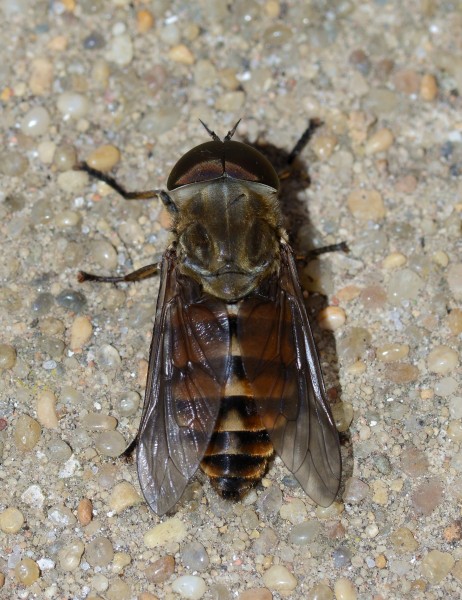 Tabanus July 2013-4